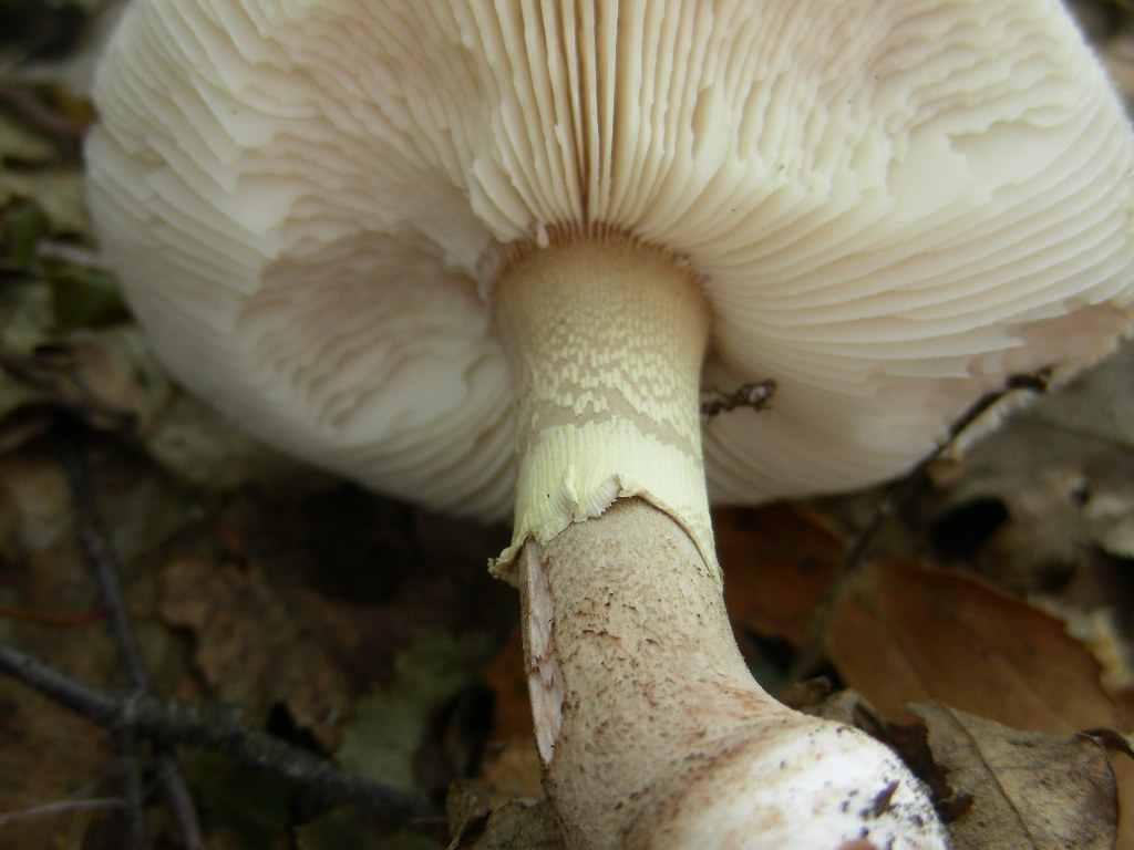 Amanita rubescens